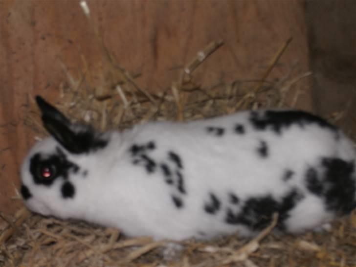 Kanin hr. Sursen billede 5