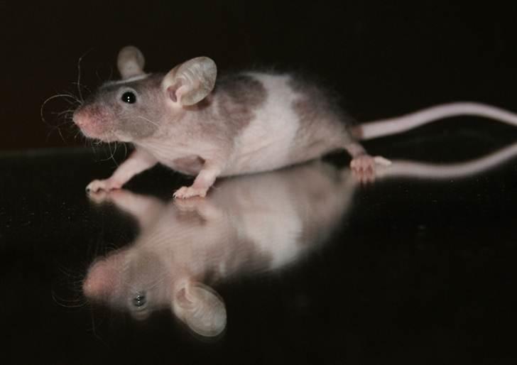 Mus Stald Picnic's Asti † DØD 26.2.2012 † billede 13