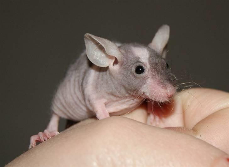 Mus Stald Picnic's Asti † DØD 26.2.2012 † billede 14