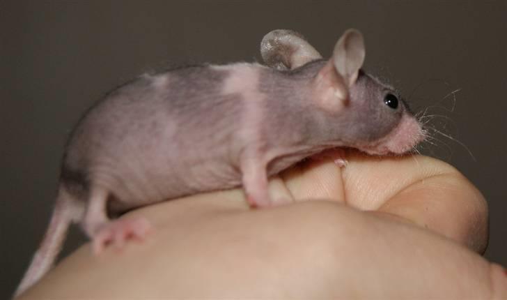 Mus Stald Picnic's Asti † DØD 26.2.2012 † billede 15