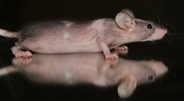 Mus Stald Picnic's Asti † DØD 26.2.2012 † billede 16