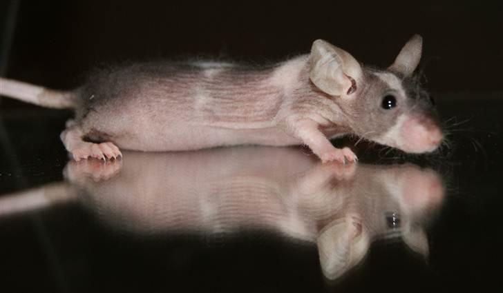 Mus Stald Picnic's Asti † DØD 26.2.2012 † billede 17