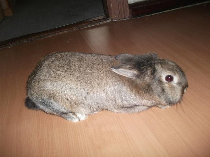 Kanin bella. - hej.. billede 6