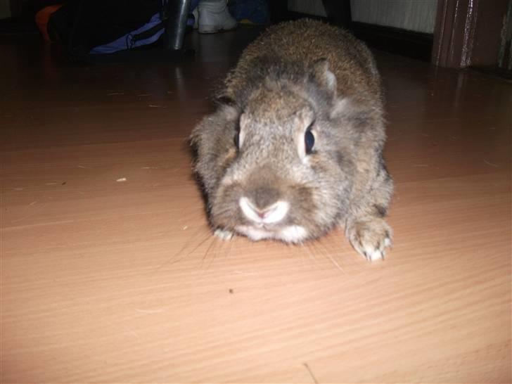 Kanin bella. - pas på jeg er farlig billede 2