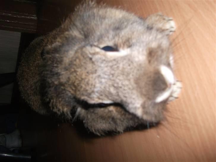 Kanin bella. - se midt hode billede 3