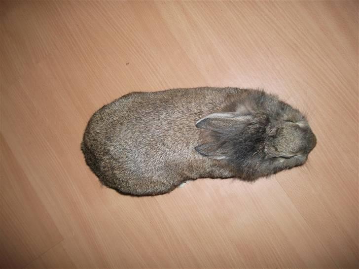 Kanin bella. - ser jeg godt ud oppe fra billede 4