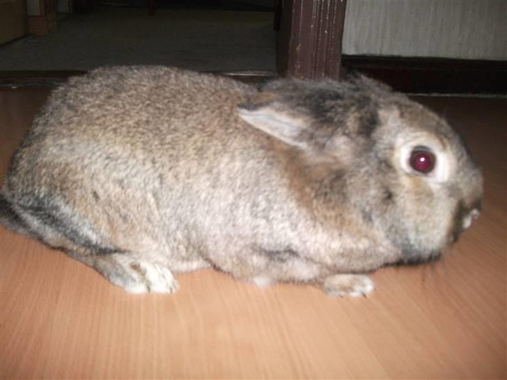 Kanin bella. - smil. billede 5