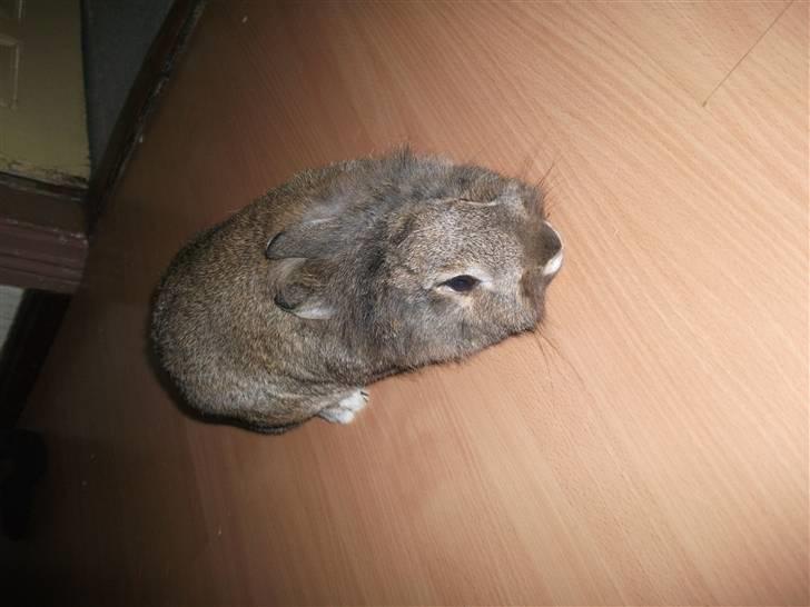 Kanin bella. - hvad skal jeg lave billede 7