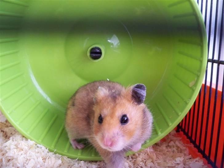 Hamster Hans<3;;TYKKE;; billede 15
