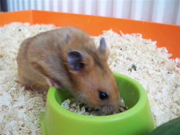 Hamster Hans<3;;TYKKE;; billede 16