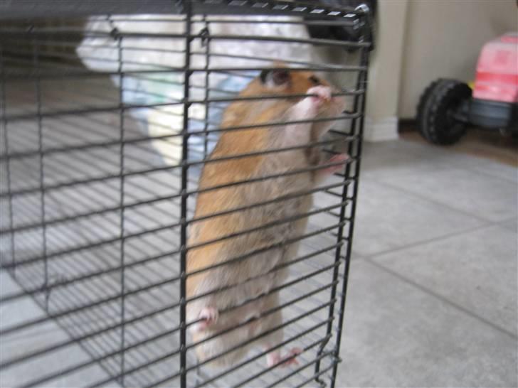 Hamster Hans<3;;TYKKE;; billede 17