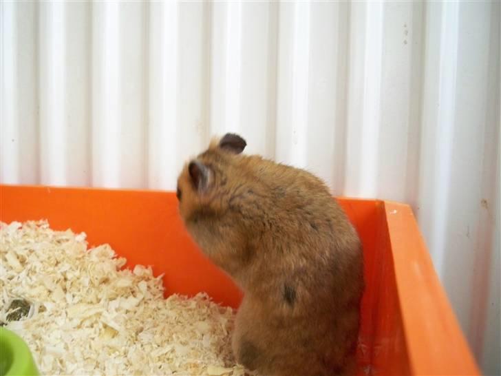 Hamster Hans<3;;TYKKE;; billede 18