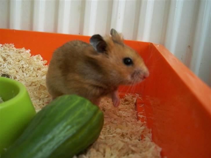 Hamster Hans<3;;TYKKE;; billede 19
