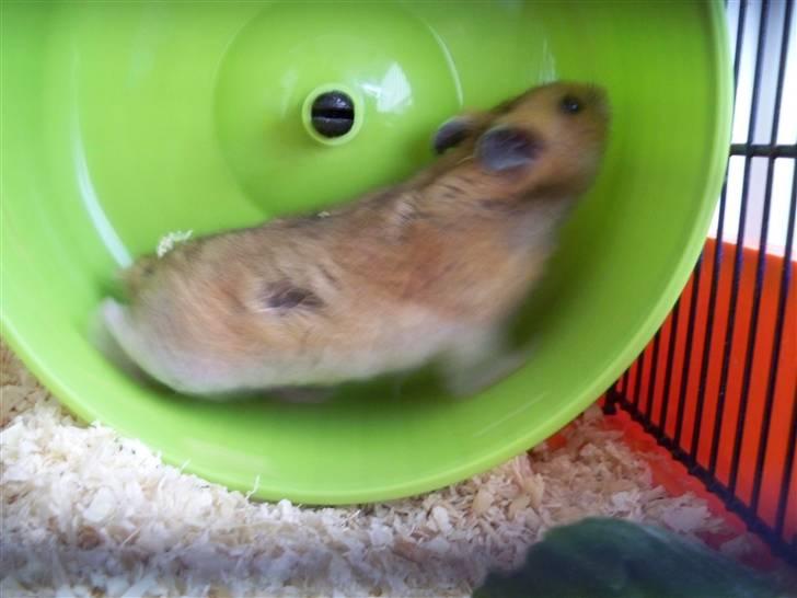 Hamster Hans<3;;TYKKE;; billede 20