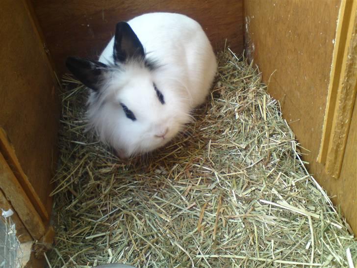 Kanin Tøzzen billede 1