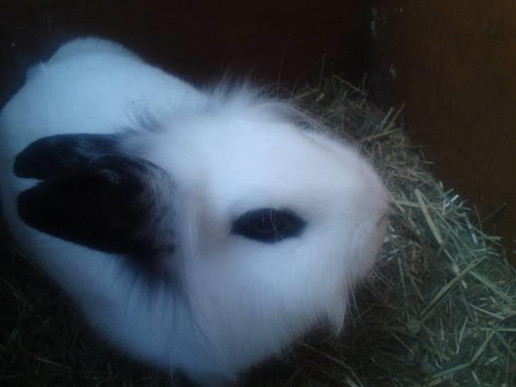 Kanin Tøzzen billede 2