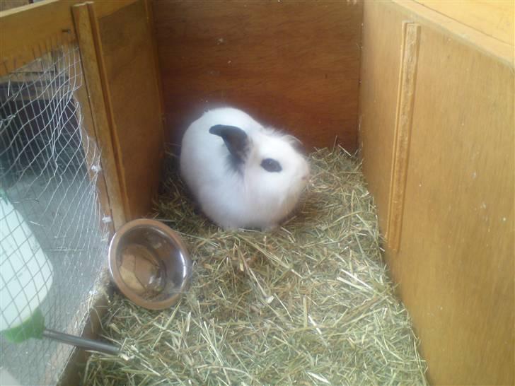 Kanin Tøzzen billede 3