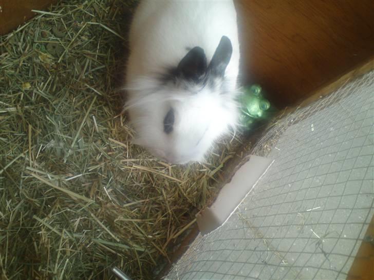 Kanin Tøzzen billede 4