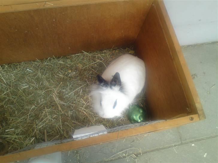 Kanin Tøzzen billede 5