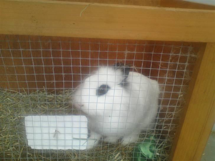 Kanin Tøzzen billede 6