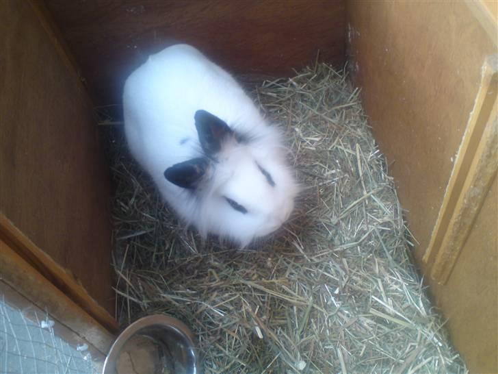 Kanin Tøzzen billede 7