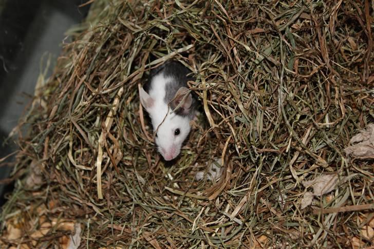 Mus Oda (RIP) billede 1