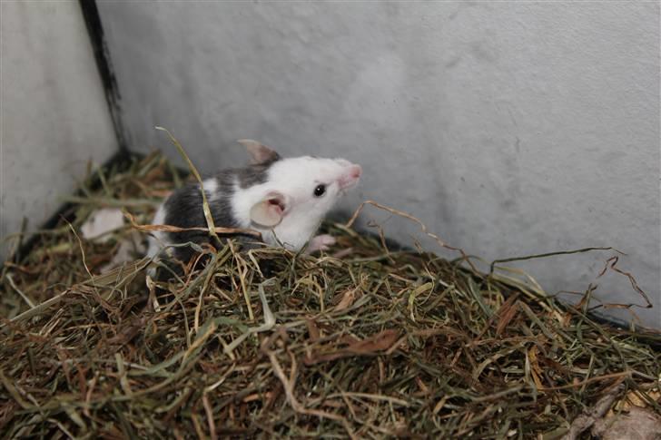 Mus Oda (RIP) billede 2