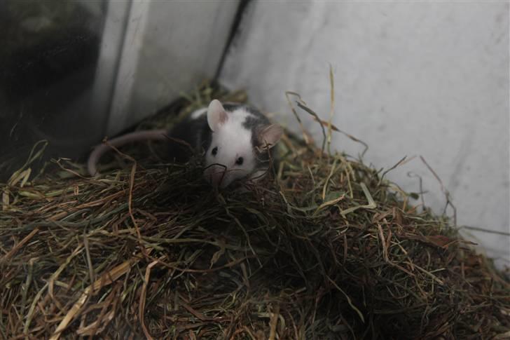 Mus Oda (RIP) billede 3