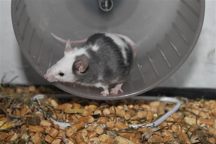 Mus Oda (RIP) billede 4