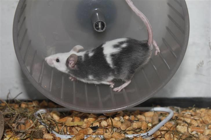 Mus Oda (RIP) billede 5