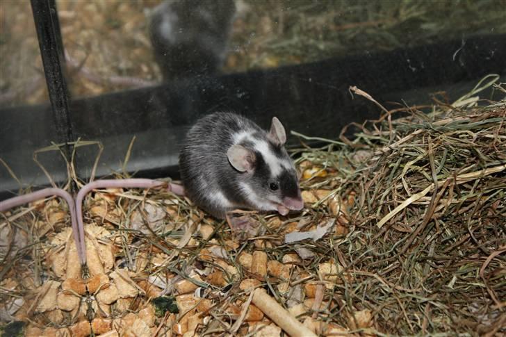 Mus Pølse(Friedrich) (RIP) billede 9