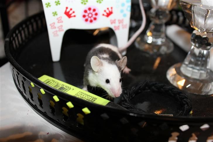 Mus Oda (RIP) billede 6