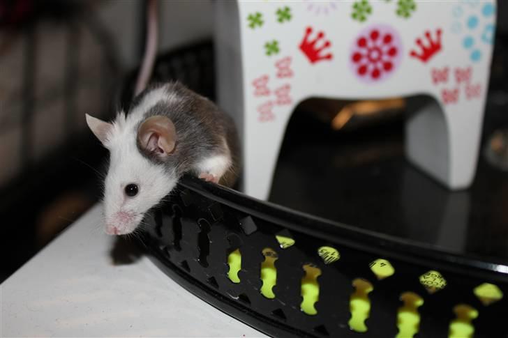 Mus Oda (RIP) billede 7