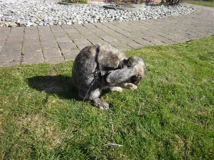 Kanin Ninus - Vaske-plaske tid!:) billede 9