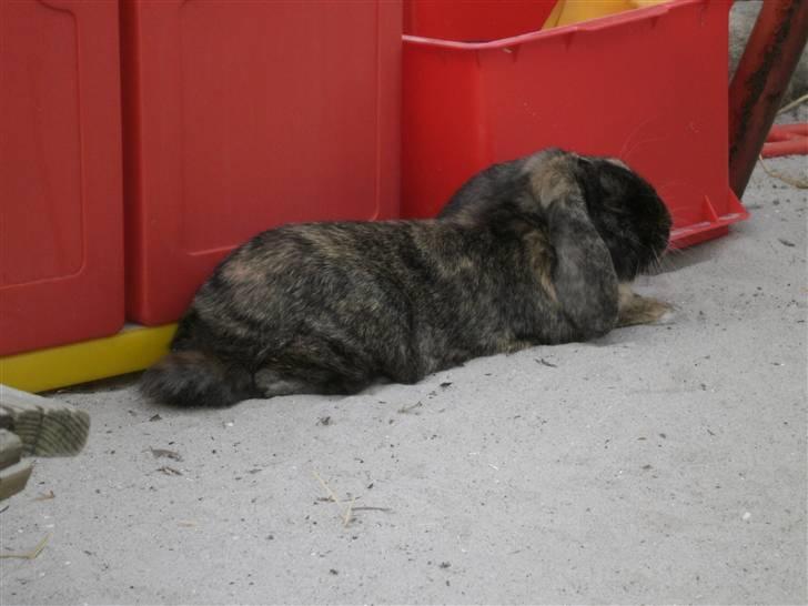 Kanin Ninus - Udenfor billede 11