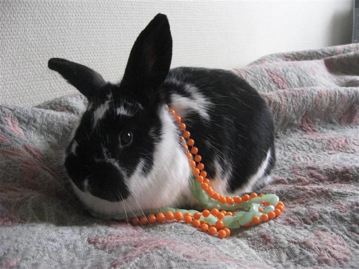 Kanin Drømmehavens Ariel billede 1