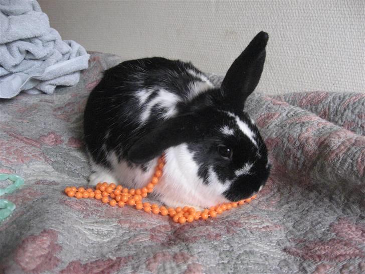 Kanin Drømmehavens Ariel billede 2