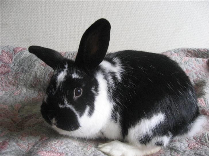 Kanin Drømmehavens Ariel billede 3