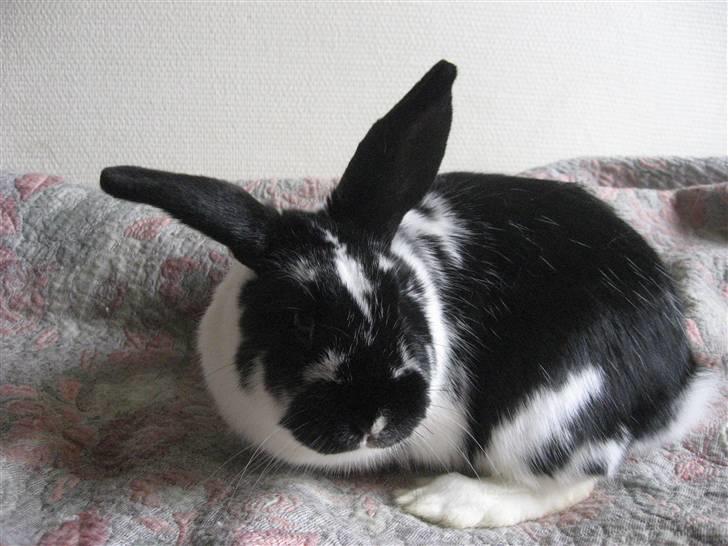 Kanin Drømmehavens Ariel billede 4