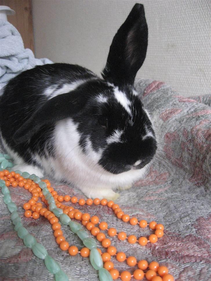 Kanin Drømmehavens Ariel billede 5