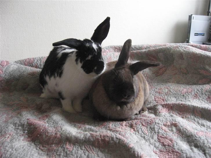 Kanin Drømmehavens Ariel billede 6