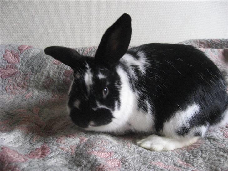 Kanin Drømmehavens Ariel billede 7