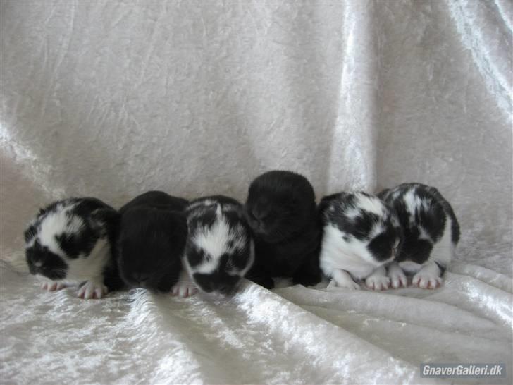 Kanin Drømmehavens Ariel billede 8