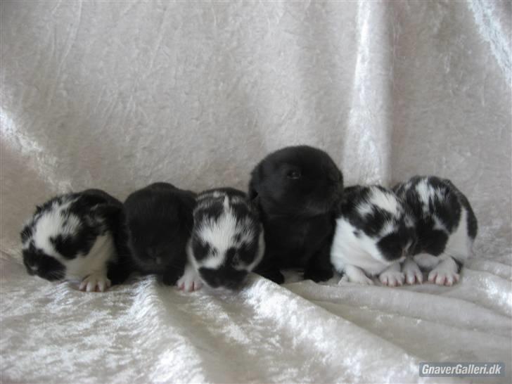 Kanin Drømmehavens Ariel billede 9