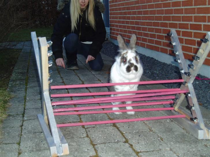 Kanin Nuser billede 2