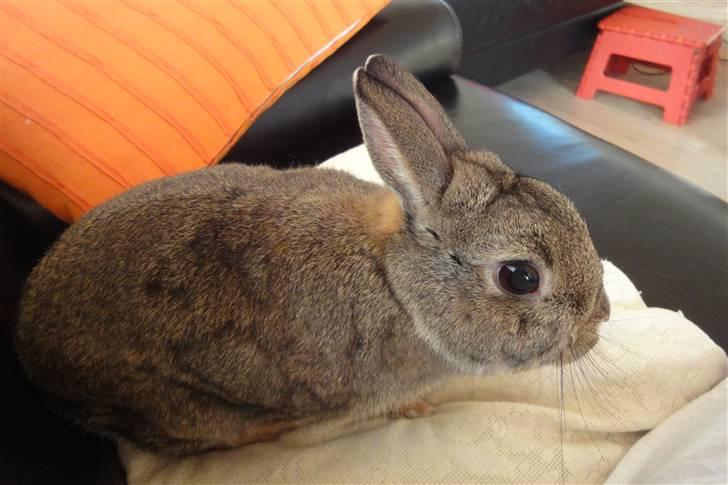 Kanin Ninus <3 billede 5