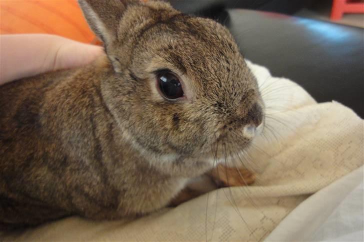 Kanin Ninus <3 billede 6