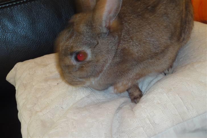 Kanin Ninus <3 billede 7