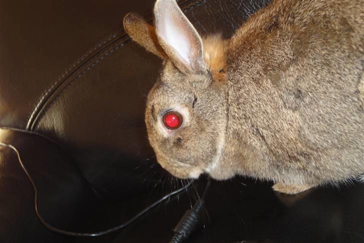 Kanin Ninus <3 billede 8