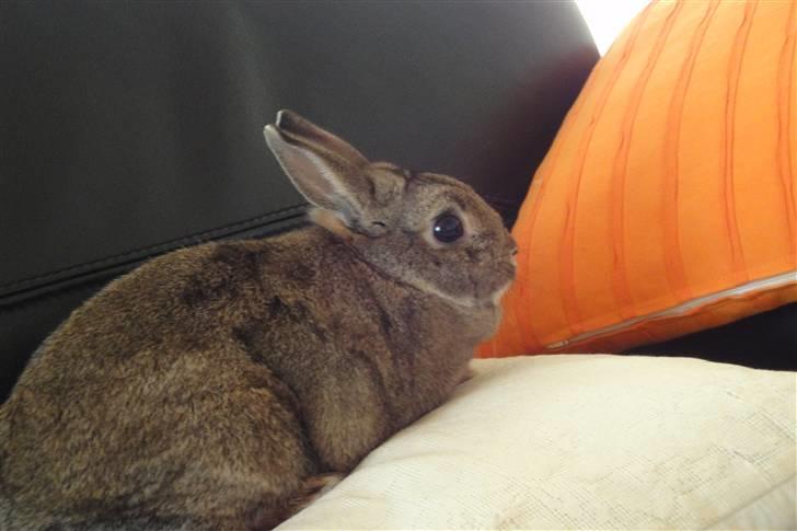 Kanin Ninus <3 billede 9